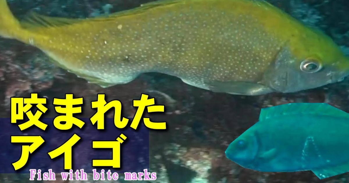 ウツボらしき咬み跡のあるアイゴと、腹をちぎられた後に治癒しているアイゴの水中映像