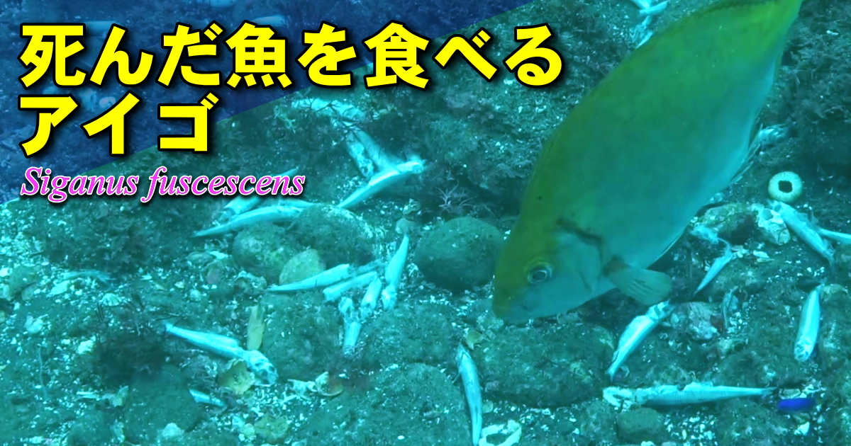 死んだトウゴロウイワシを食べるアイゴ