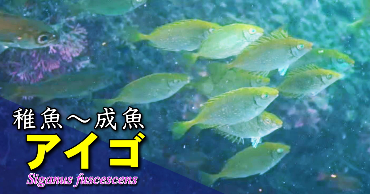 アイゴの紹介総合ページ。生態や磯焼け被害、地方名、食文化などを紹介。