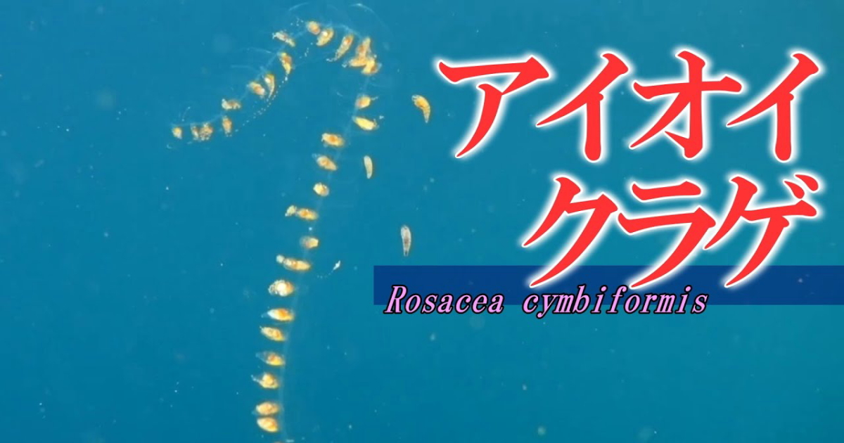 アイオイクラゲ水中映像