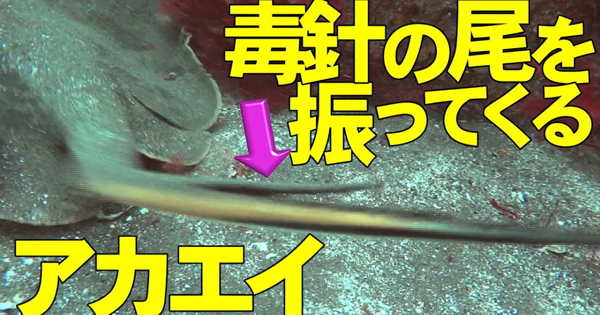 アカエイ水中映像