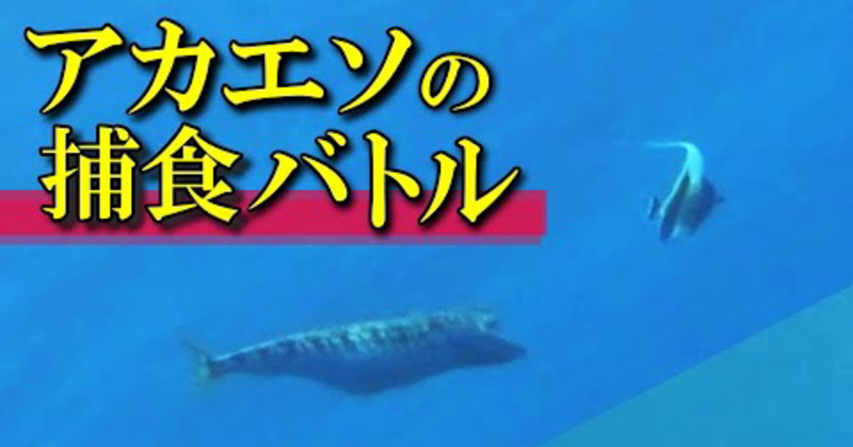 アカエソがツノダシを捕食しようと水面近くまで追いかける水中映像。