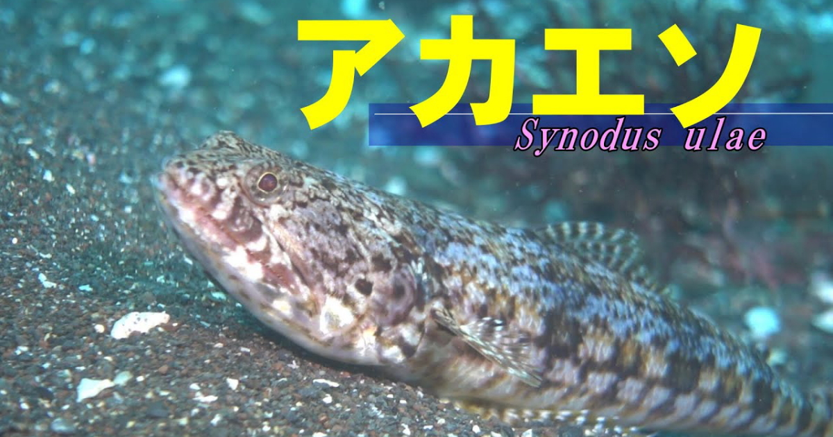 練り物原料の高級品とされるアカエソの水中映像