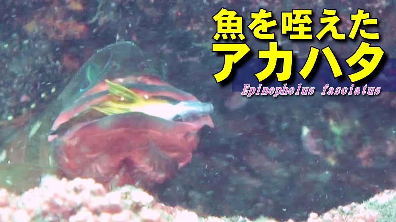 アカハタの捕食シーン