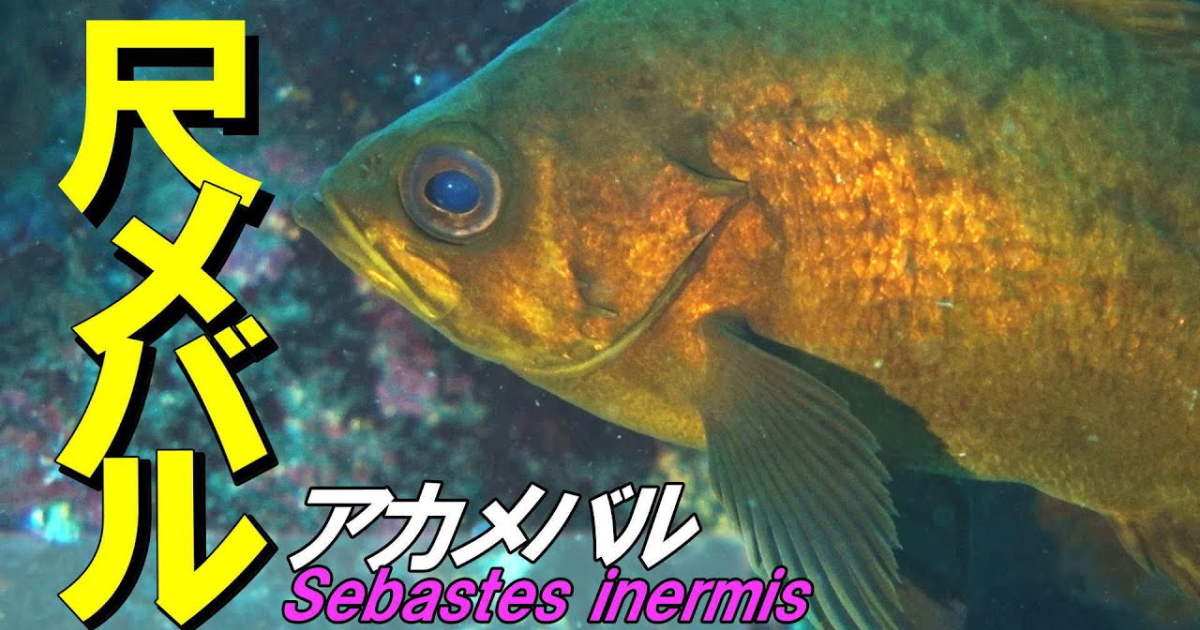 金色に輝く「尺メバル」と呼ばれる30センチ以上のメバルの水中映像
