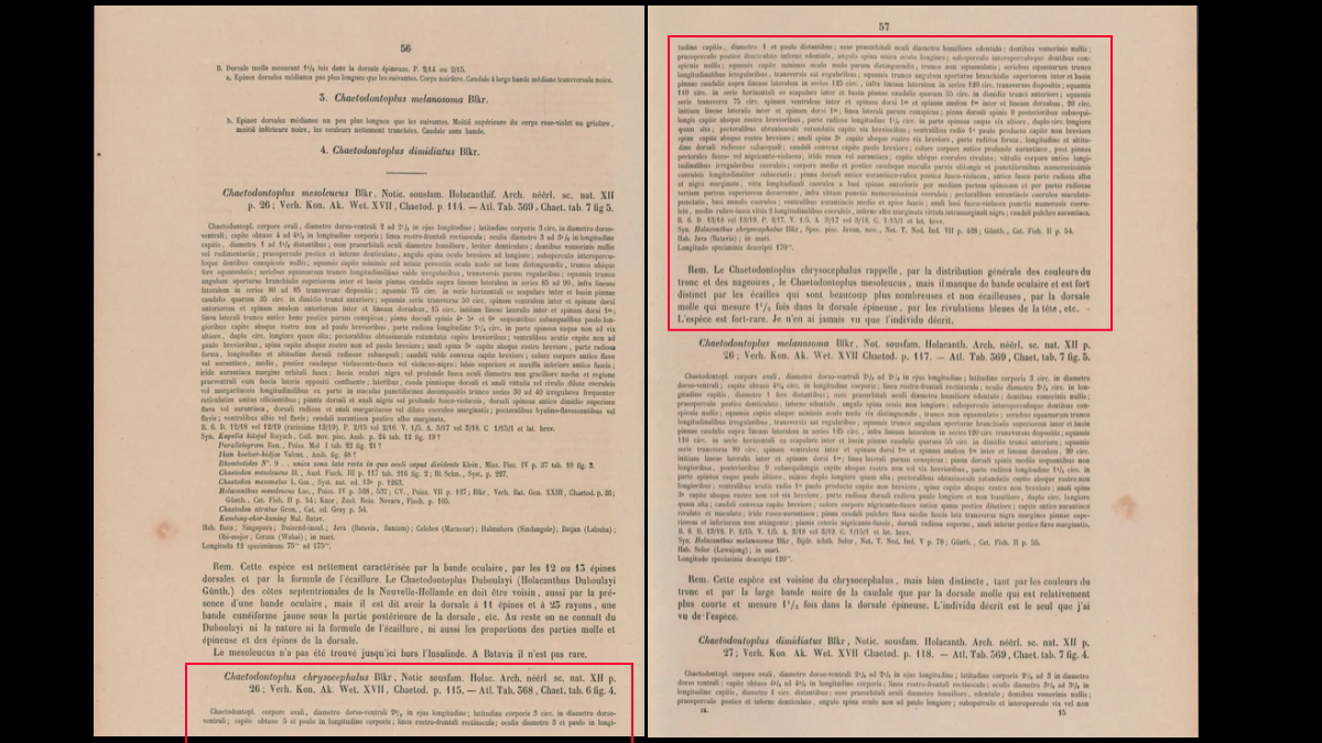 『Atlas ichthyologique des Indes Orientales Neerlandaises』のアカネキンチャクダイ解説部分