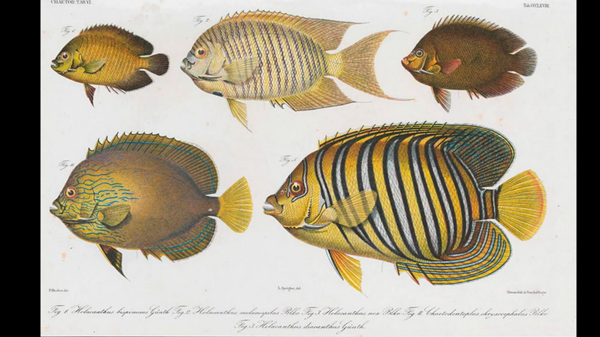 『Atlas ichthyologique des Indes Orientales Neerlandaises』のアカネキンチャクダイの図