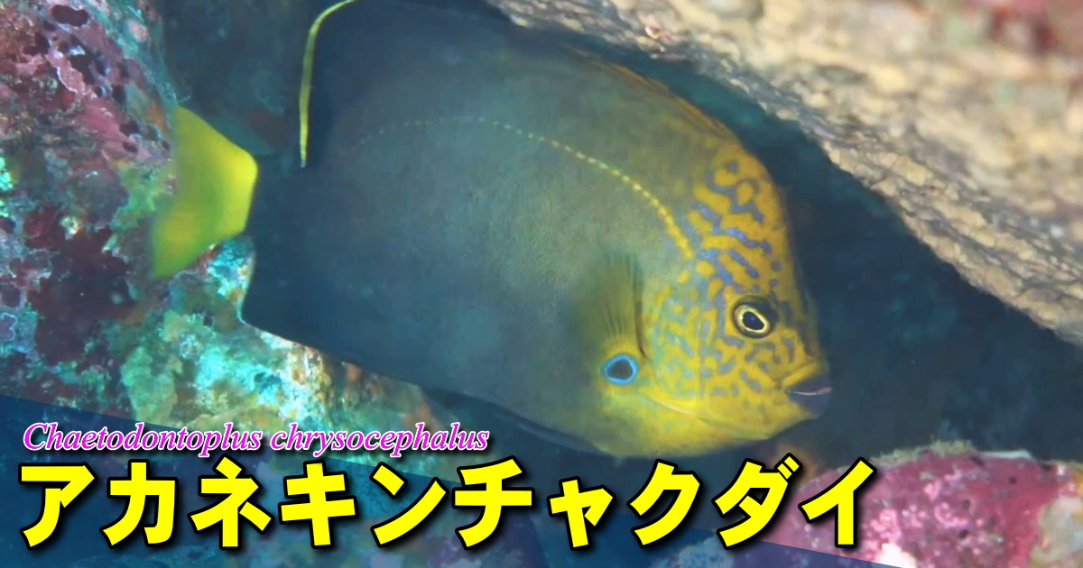 交雑種由来のアカネキンチャクダイの水中映像