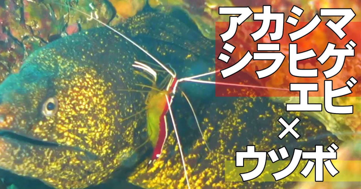 アカシマシラヒゲエビの水中映像