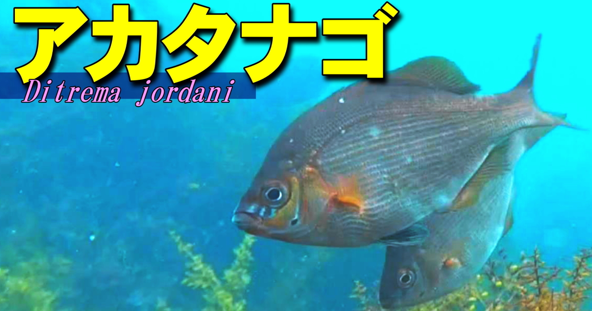アカタナゴの水中映像