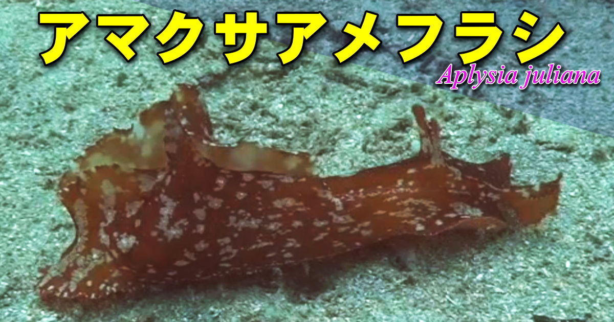 アマクサアメフラシ水中映像