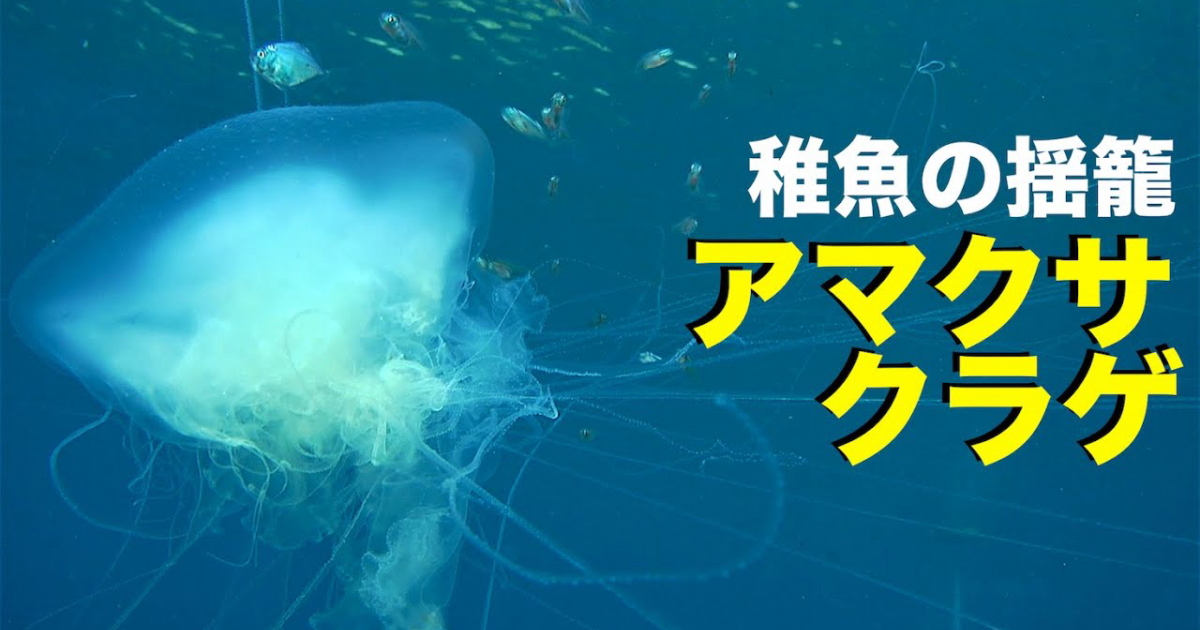 アマクサクラゲに隠れる幼魚の水中映像