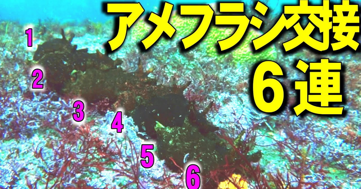アメフラシの交接水中映像