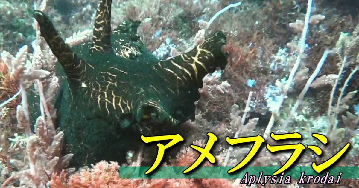 アメフラシ水中映像