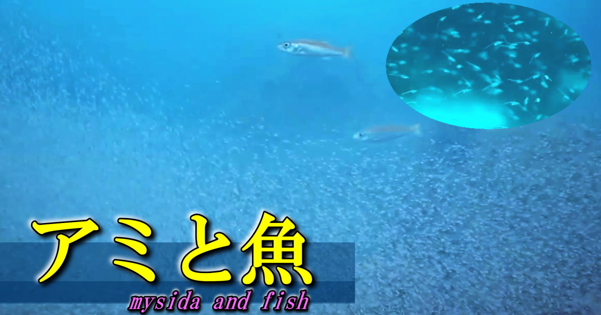 アミの水中映像