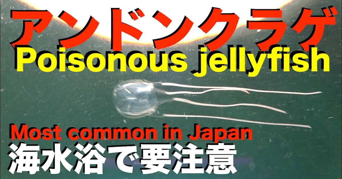 アンドンクラゲ水中映像
