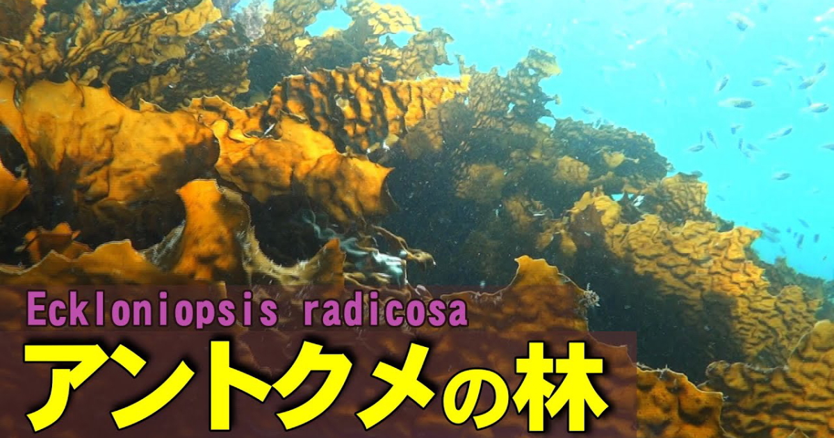 硬く、しわのある大型海藻だが、刻むことで粘りが出てご飯と共に食べる。伊豆西海岸では、まな板でトントンと刻む音から「トントンメ」と呼ばれるようになったと言われる。