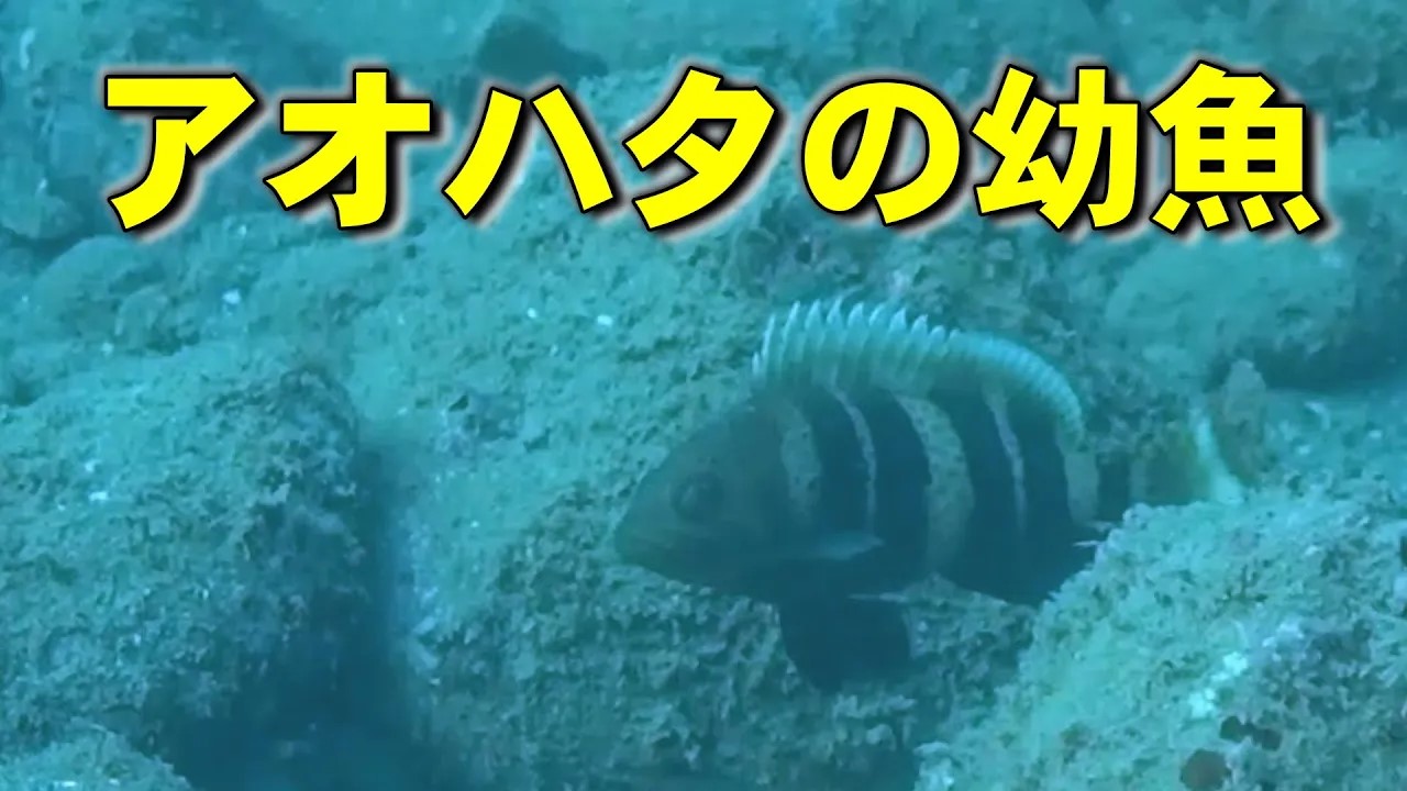 アオハタの若魚には横縞の模様がある