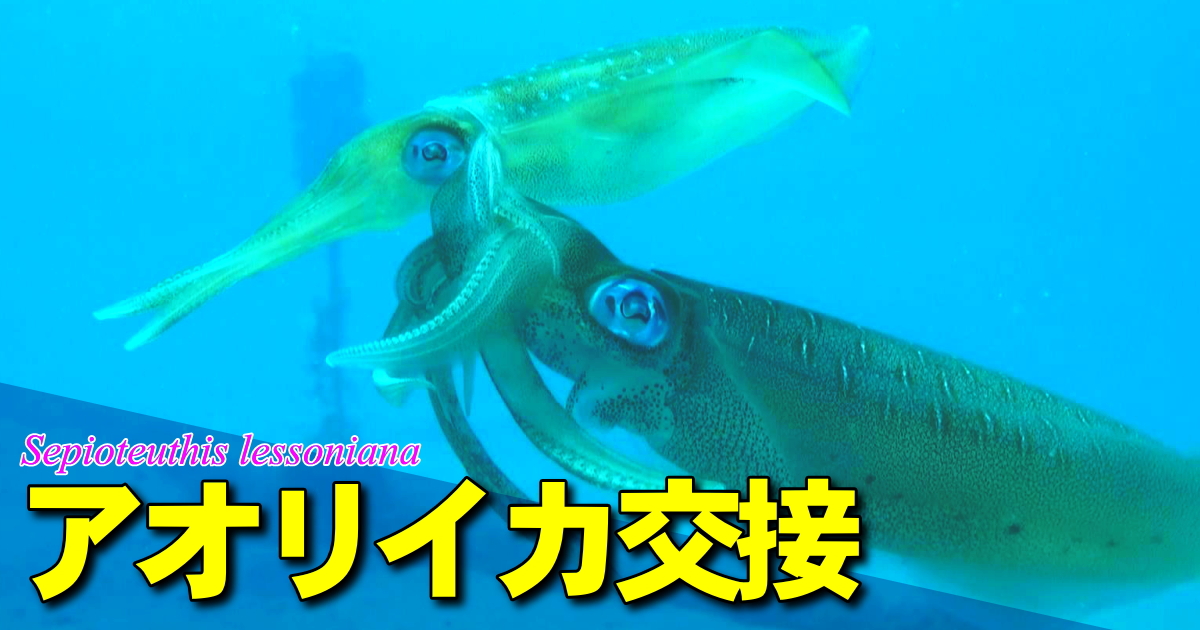 交接するアオリイカの水中映像