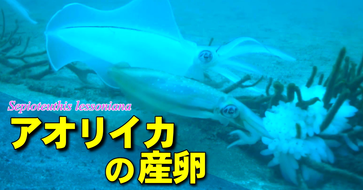 アオリイカの産卵・水中映像