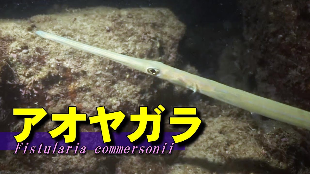 夜になると縞模様が現れるアオヤガラの水中映像