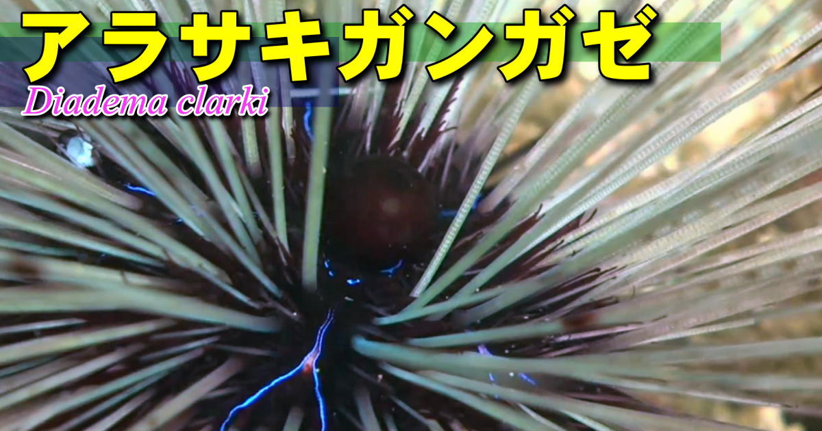 70年間シノニムとされてきたが、2010年に記載されたアラサキガンガゼ