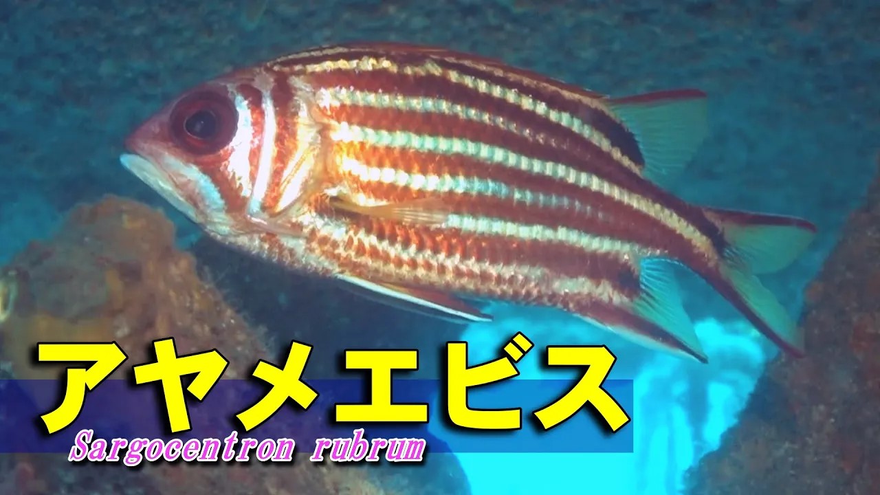 イットウダイ科のアヤメエビスの水中映像