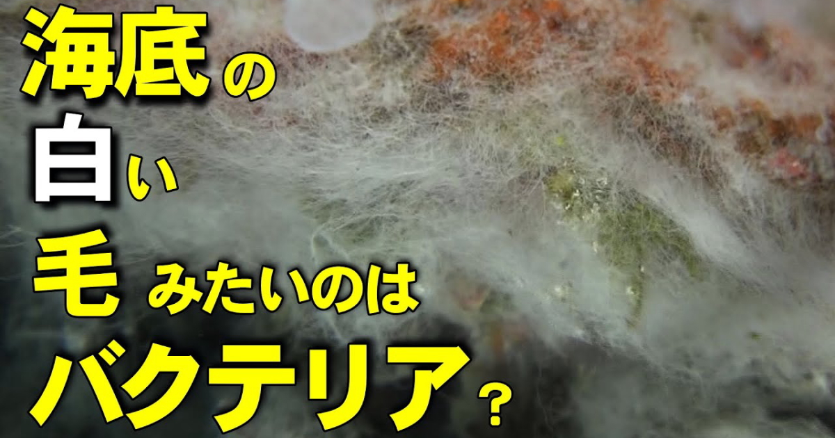 海底の白いバクテリア水中映像