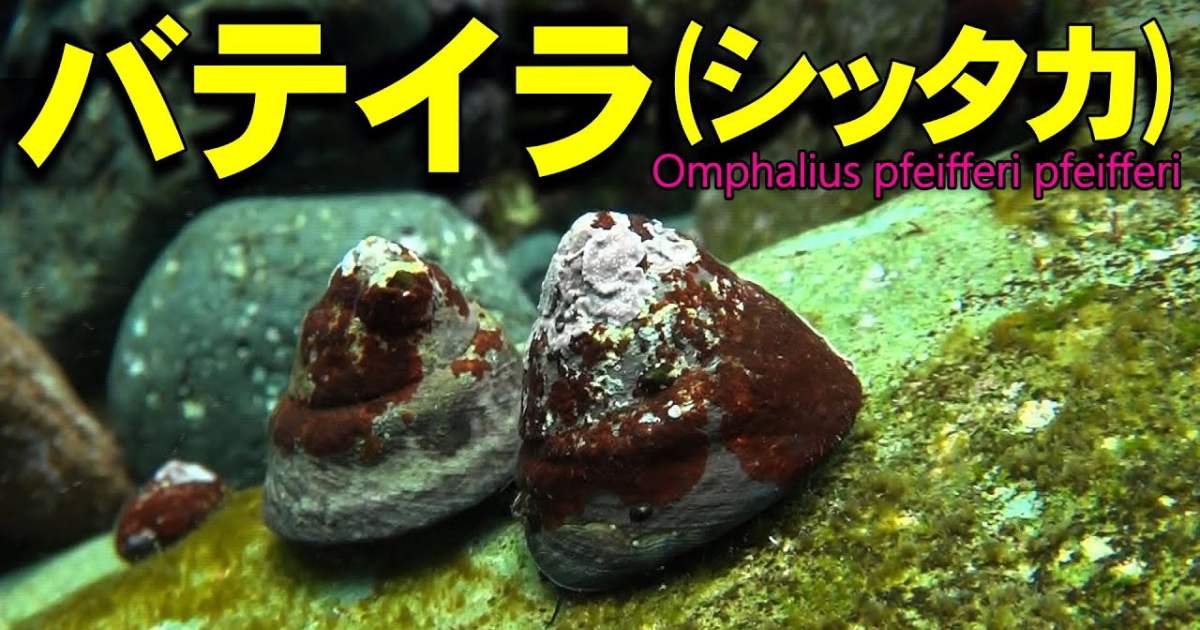 バテイラ（シッタカ）水中映像