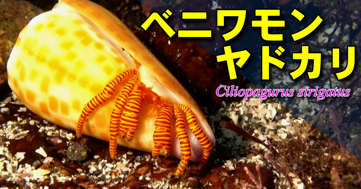 ストライプ模様が美しいベニワモンヤドカリの水中映像。イモガイの仲間を利用することが多く、殻口が狭いために美しい体を見ることができない。水槽飼育でとても人気がある。