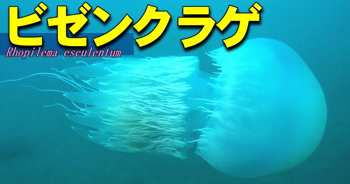 食用のビゼンクラゲ水中映像