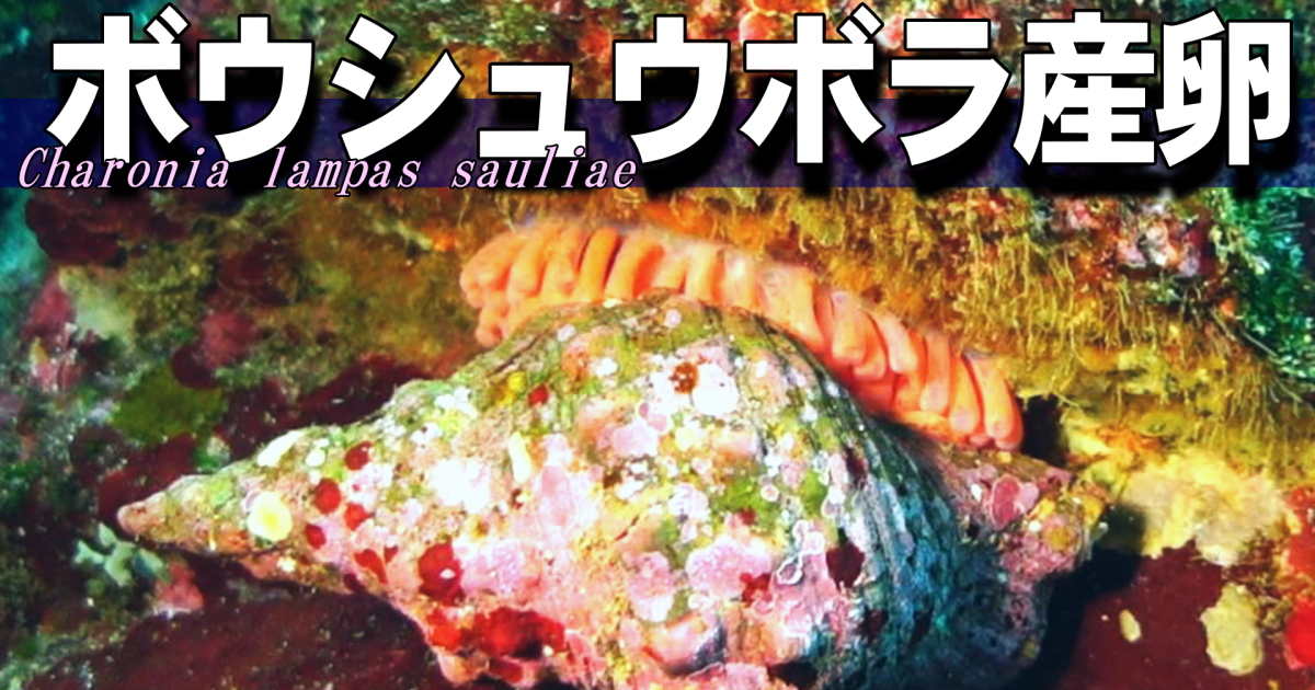 産卵後に卵を守るボウシュウボラの雌