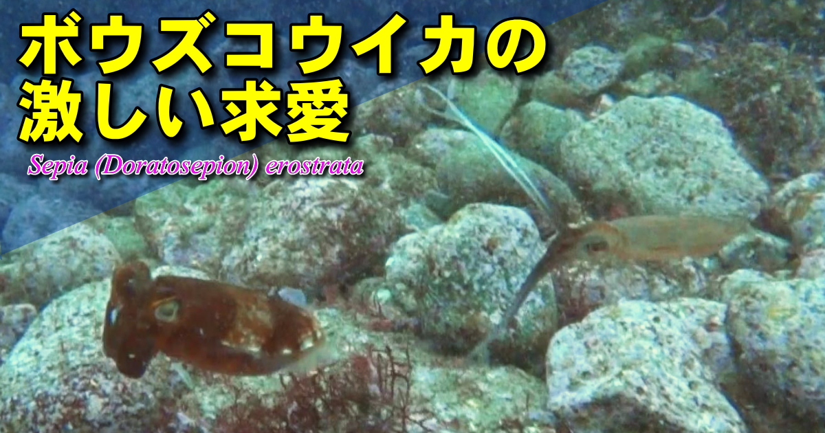 ボウズコウイカの求愛 水中映像