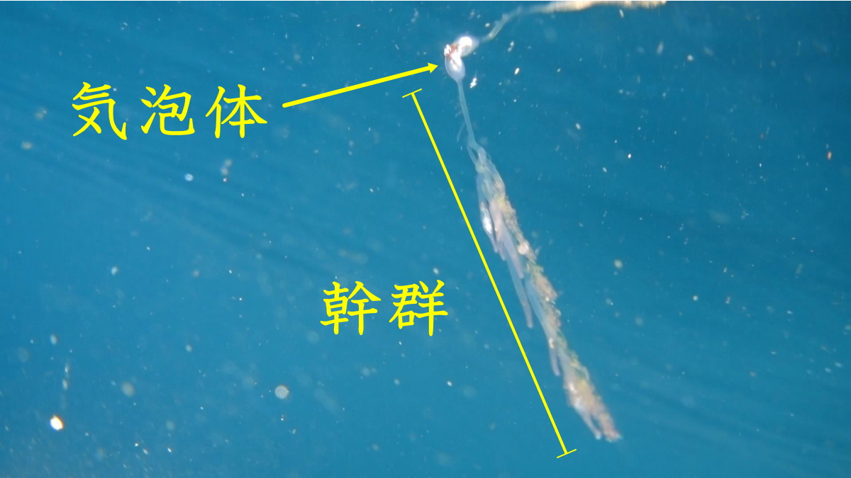 ボウズニラの気泡体は非常に小さく、上下の長さは10ミリ前後であると言われる。