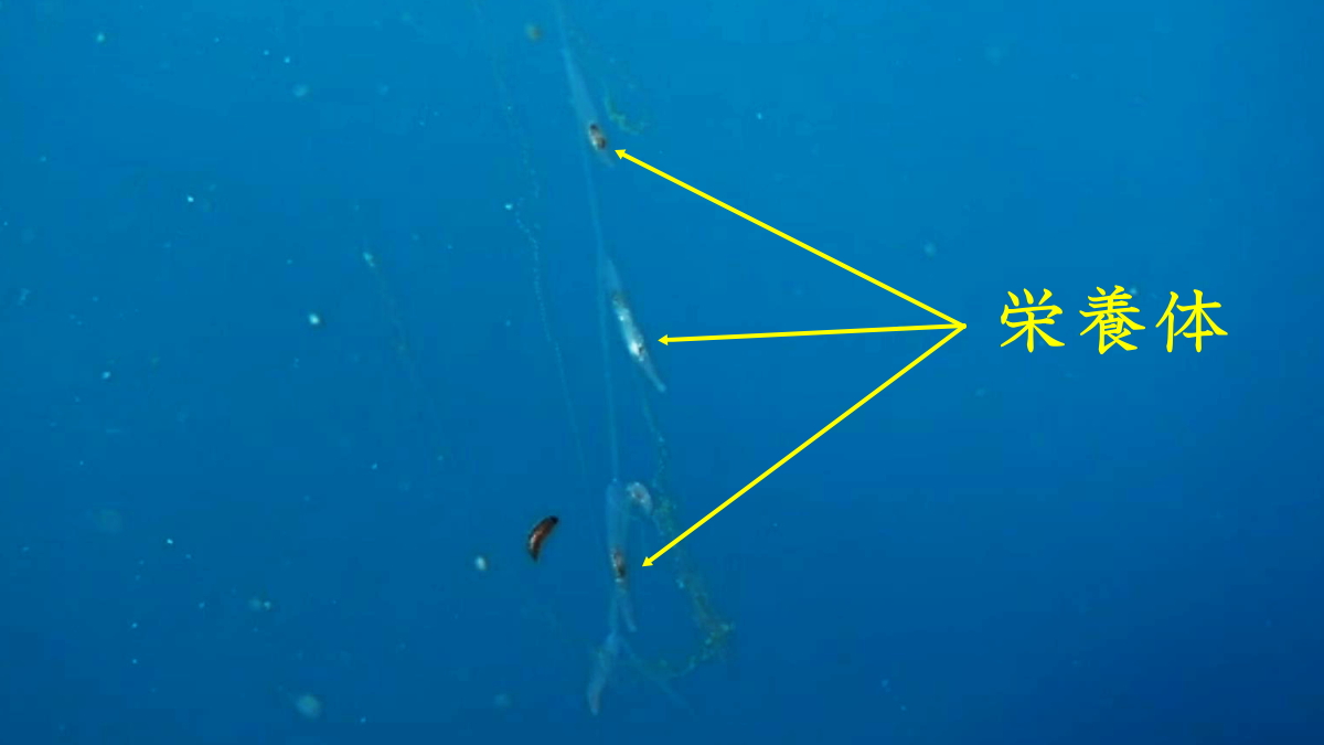 ボウズニラの幹群に接続する、鞘のような栄養体。中の銀色は捕食した稚魚かもしれない。