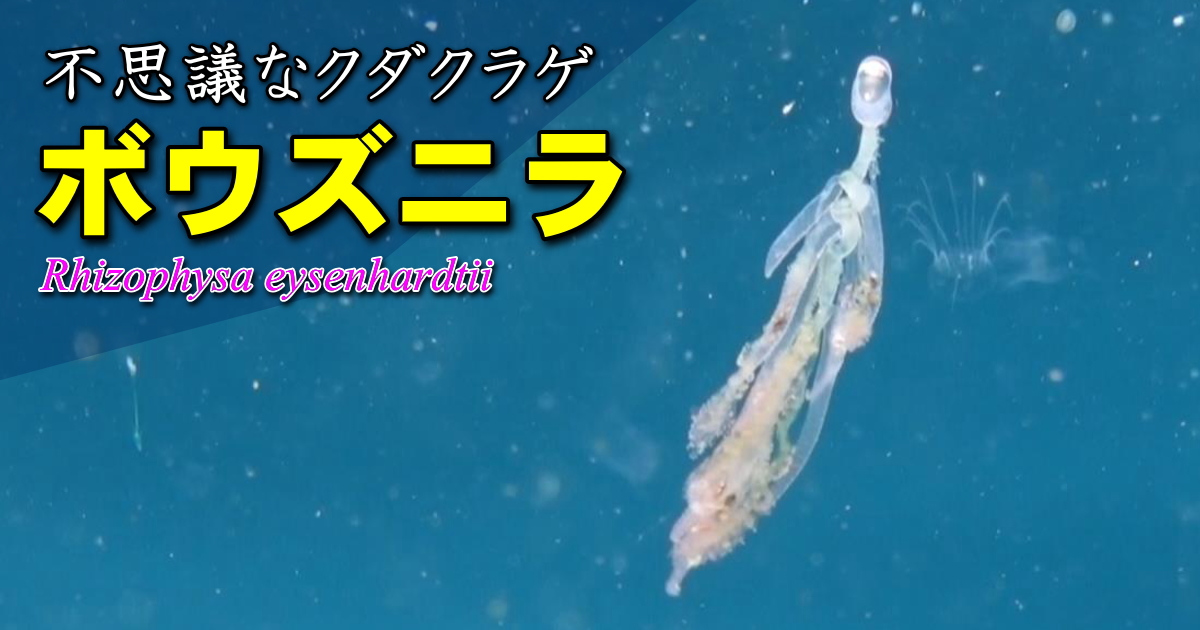 生物とは思えないボウズニラの水中映像。小さな気泡体で漂い、幹群を伸縮させていた。
