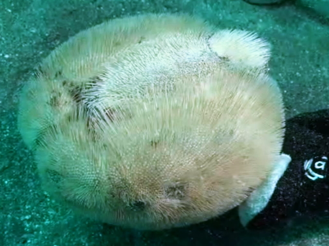 ブンブクの腹側