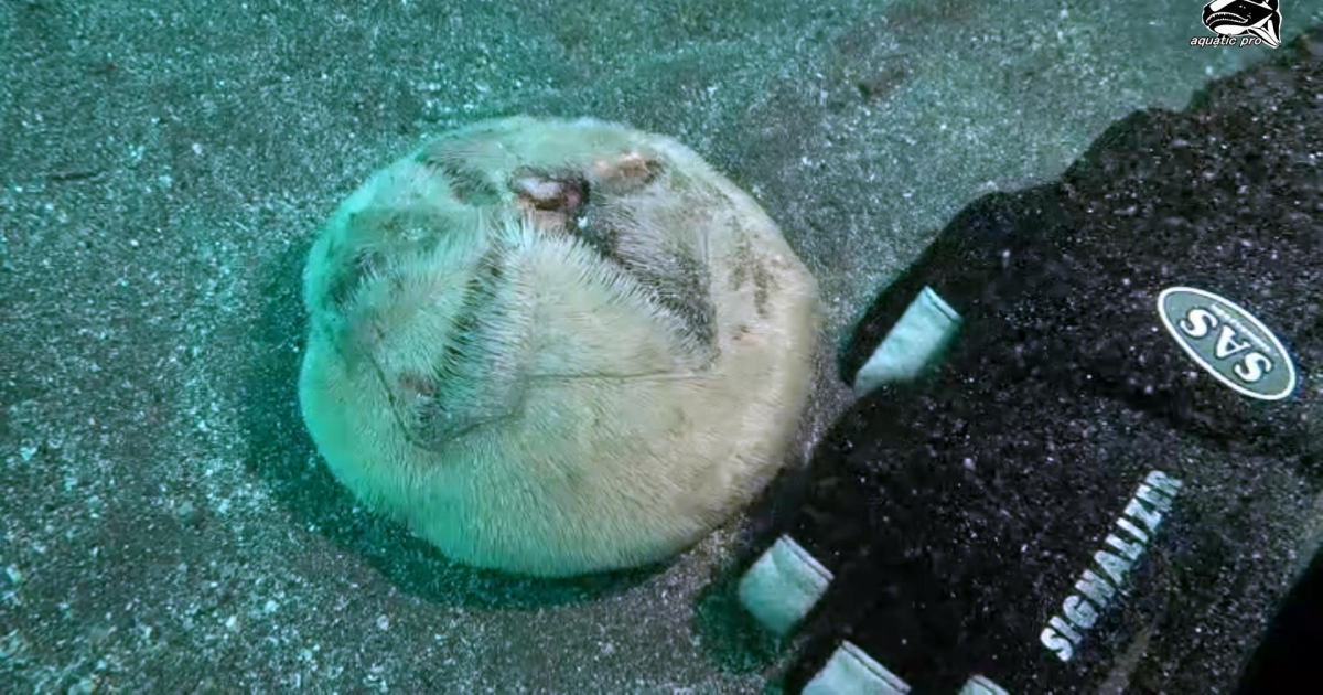 ブンブクの資料水中映像