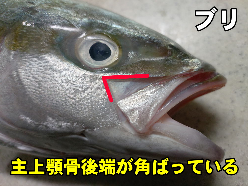 ブリの特徴1