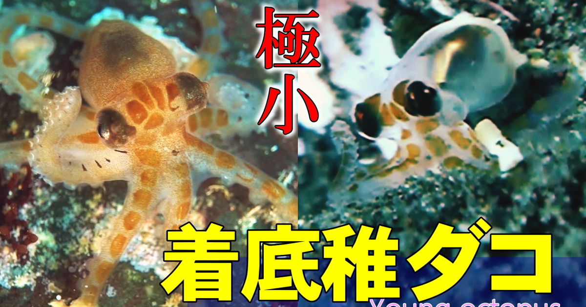 10ミリにも満たないタコの幼体の水中映像