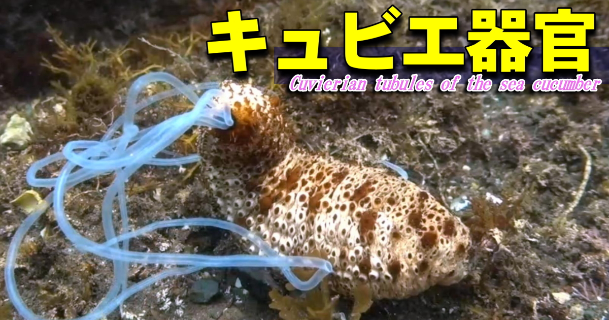 キュビエ器官の水中映像