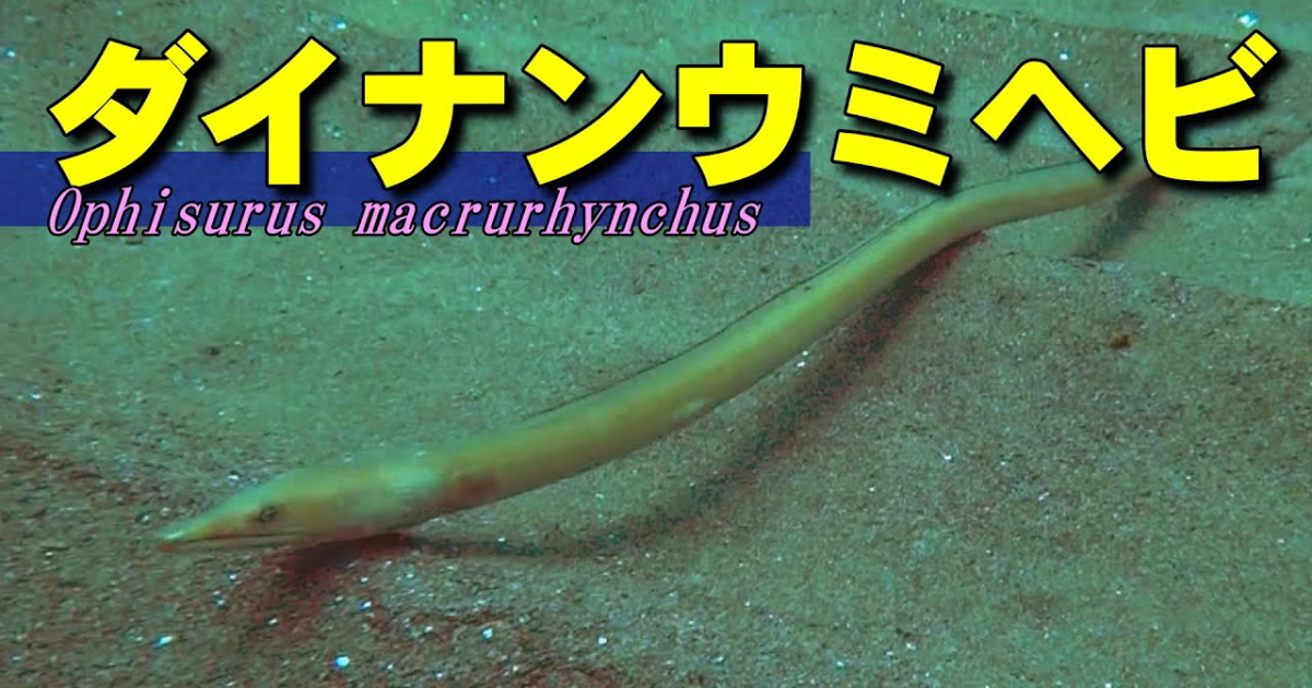 ダイナンウミヘビ水中映像