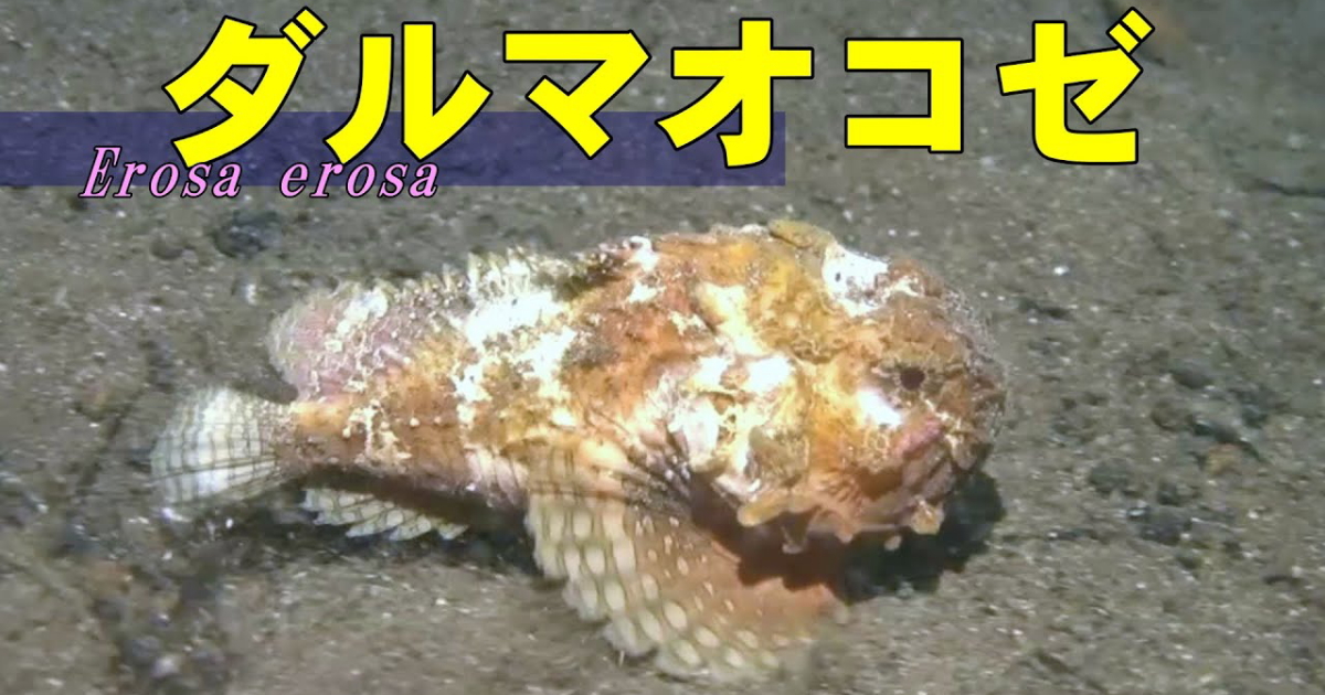 ダルマオコゼの水中映像。日中はほとんど動くことはなく、まるで岩のよう。