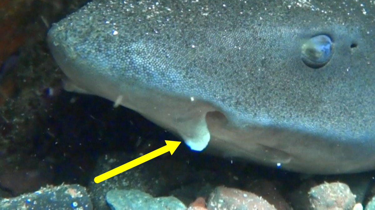 ドチザメのヒゲ餌を探す感覚器官になっており、入水口（鼻の孔）の脇にあります。