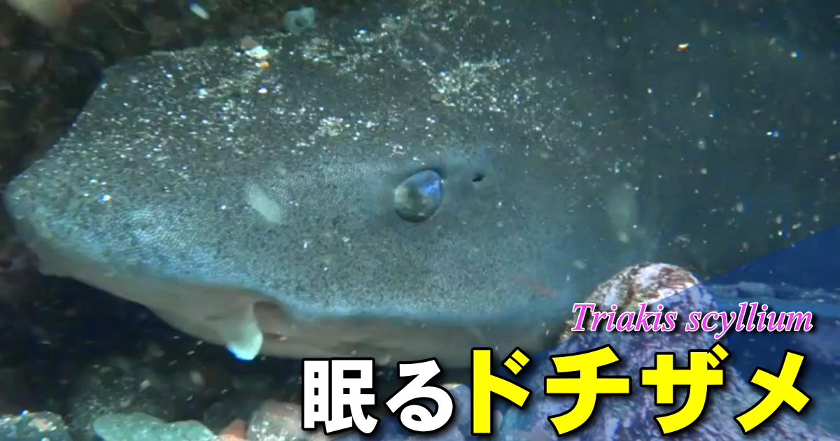 ナヌカザメと同じように、目を閉じるための「瞬褶」という器官があるドチザメの水中映像。寝ていても目を閉じるわけではなく、危険を感じた時にだけ閉じる保護器官だ。