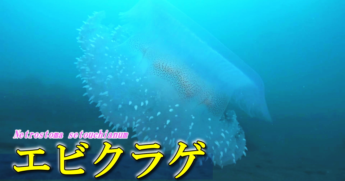 エビクラゲ水中映像