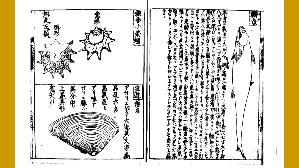 大和本草の鱛（エソ）部分。うまい魚とされる。