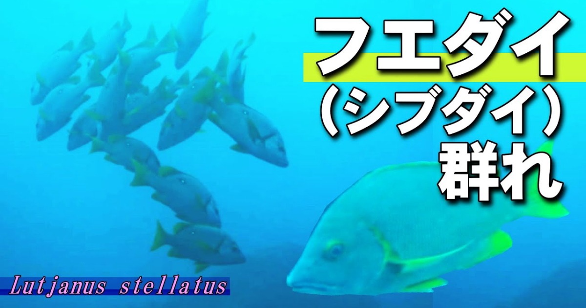 地域により評価に差があるとはいえ、漁師にも「魚の中で一番うまい」と言わせるほどの魚である。シブダイ、シロシブなどと呼ばれ、標準和名は通用しない。クロホシフエダイはクロシブと呼ばれる。
