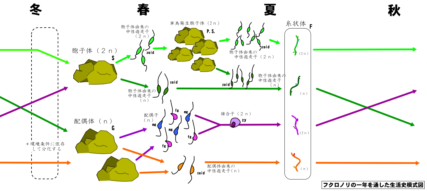 フクロノリの季節的生活史と分化経路の模式図 Diagrammatic representation of the heteromorphic and multi-pathway life history of Colpomenia