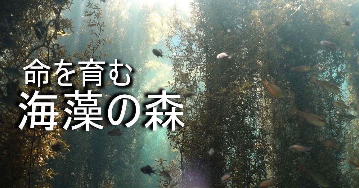 ガラモ場の水中映像